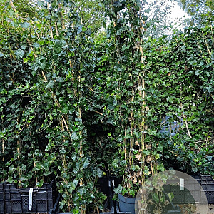 Hedera hibernica 180 cm 2,0L met stok