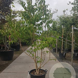 Heptacodium miconioides 200-250 cm container meerstammig extra
