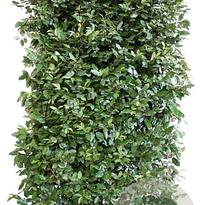 Elaeagnus ebb. 'Compacta' 180 hoog Haagelement 100Bx40D