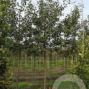 Malus d. 'Rode Boskoop' 18-20 HO draadkluit