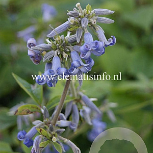 Clematis bonstedtii 'Crépuscule' GM 2,0L leverbaar