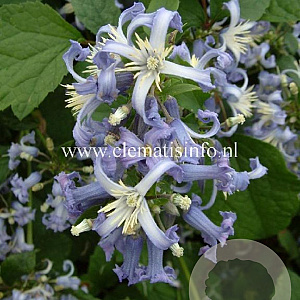 Clematis 'Côte d'Azur' GM 2,0L leverbaar