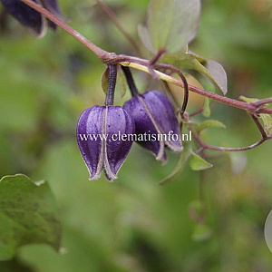 Clematis fusca violacea GM 2,0L leverbaar