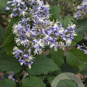 Clematis I Am Stanislaus GM 2,0L leverbaar