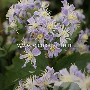 Clematis 'Mrs Robert Brydon' GM 2,0L leverbaar