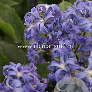 Clematis 'New Love' GM 2,0L leverbaar