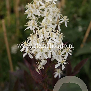Clematis recta 'Purpurea' GM 2,0L leverbaar