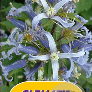 Clematis stans GM 2,0L leverbaar