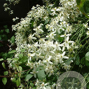 Clematis terniflora mandshurica GM 2,0L leverbaar