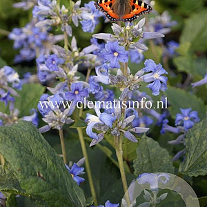 Clematis 'Wyevale' GM 2,0L leverbaar