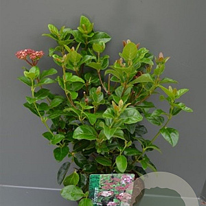 Viburnum tinus 'LisaRose' 25-30 cm 3,5L