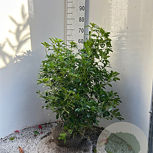 Choisya ternata 60-80 cm met kluit