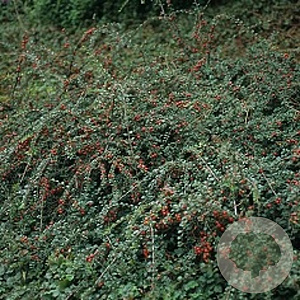 Cotoneaster apiculatus 'Blackburn' halfstam 50L 120 cm stam