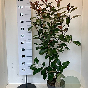 Photinia fraseri 'Camilvy' 80-100 cm 7,5L
