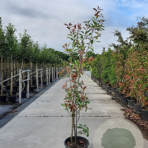 Photinia fraseri 'Red Robin' 175-200 cm 35L