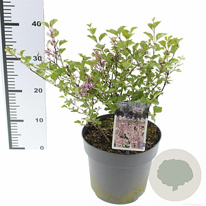 Syringa meyeri Flowerfesta Pink 50-60 cm 5,0L