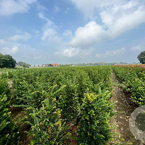 Taxus baccata 60-80 cm met kluit