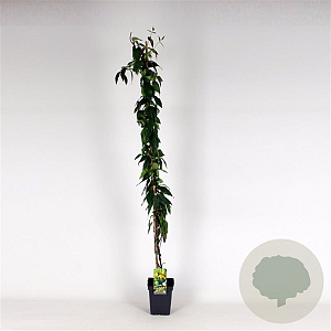 Lonicera henryi 'Copper Beauty' 150-175 cm 5,0L