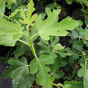 Ficus carica 'Bornholm' GM 7L