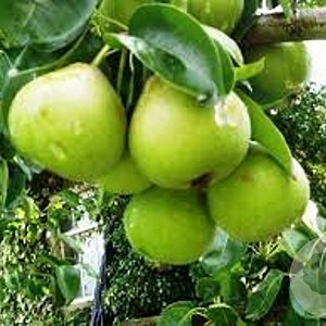 Pyrus c. 'Noordholl. Suikerpeer' GM 11L