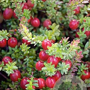 Vaccinium macrocarpon 'Stevens' GM 7L