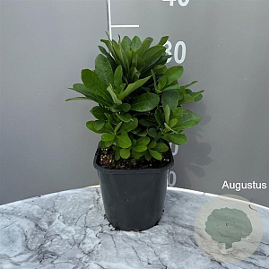 Euphorbia amygdal. robbiae GM 2,0L