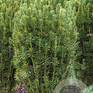 Cephalotaxus harringtonii GM 7L