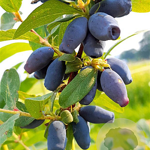 Lonicera caerulea 'Aurora' GM 7L