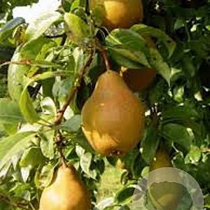 Pyrus communis 'Winterrietpeer' GM 11L