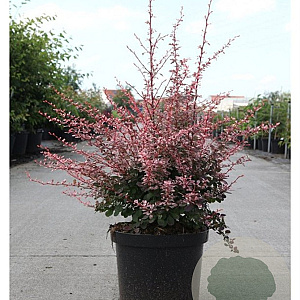 Berberis thunb. 'Harlequin' 25-30 cm 3,5L