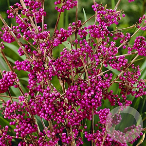 Callicarpa bodinieri giraldii 30-40 cm 3,0L