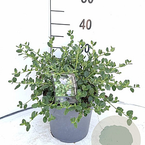 Ceanothus griseus 'Yankee Point' 40-50 cm 5,0L