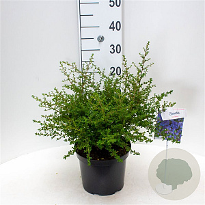 Ceanothus 'Julia Phelps' 30-40 cm 5,0L struik