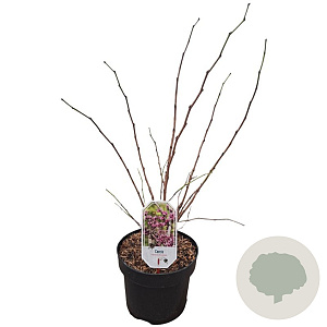 Cercis chinensis 'Avondale' 40-50 cm 5,0L