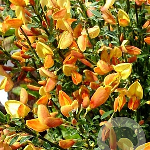 Cytisus 'Apricot Gem' 30-40 cm 3,0L