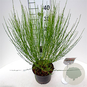 Cytisus 'Roter Favorit' 30-40 cm 3,0L