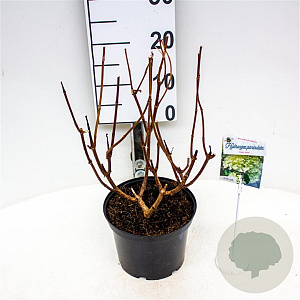 Hydrangea pan. 'Silver Dollar' 30-40 cm 3,0L