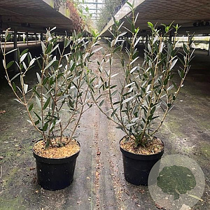 Phillyrea angustifolia 40-60 cm 3,0L