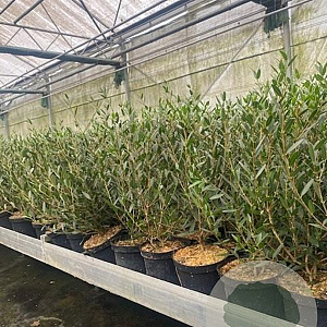 Phillyrea angustifolia 40-60 cm 3,0L