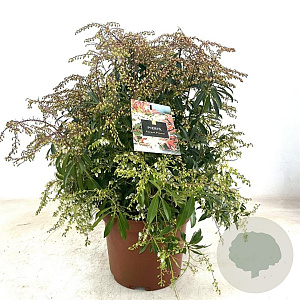 Pieris 'Forest Flame' 40-50 cm 10L