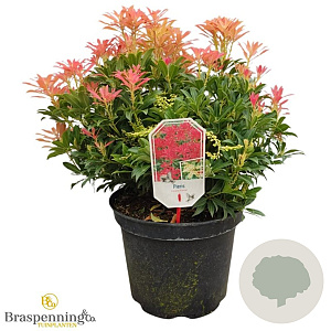 Pieris 'Forest Flame' 40-50 cm 10L
