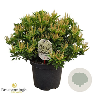 Pieris jap. 'Debutante' 40-50 cm 10L