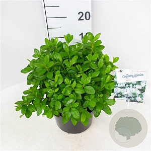 Rhododendron (AJ) 'Adonis' 25-30 cm 4,0L