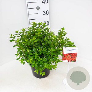 Rhododendron (AJ) 'Aladdin' 25-30 cm 4,0L