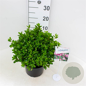 Rhododendron (AJ) 'Amoenum' 20-25 cm 2,0L