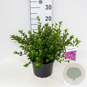 Rhododendron (AJ) 'Amoenum' 25-30 cm 4,0L