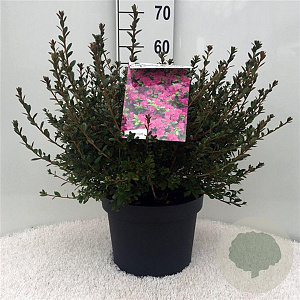 Rhododendron (AJ) 'Amoenum' 40-50 cm 10L