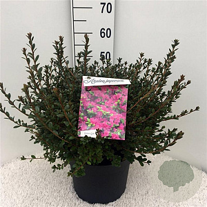 Rhododendron (AJ) 'Amoenum' 40-50 cm 10L