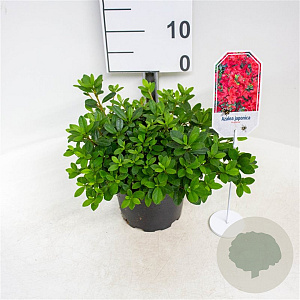 Rhododendron (AJ) 'Arabesk' 20-25 cm 2,0L