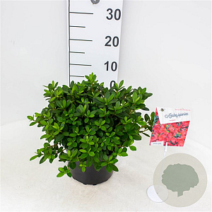 Rhododendron (AJ) 'Arabesk' 25-30 cm 4,0L